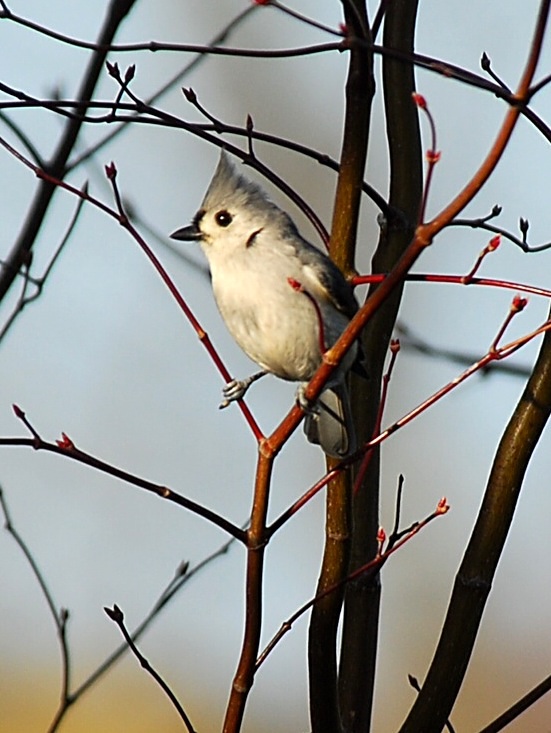 Tufted Titmouse