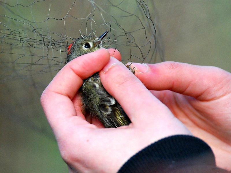 Ruby-crowned Kinglet