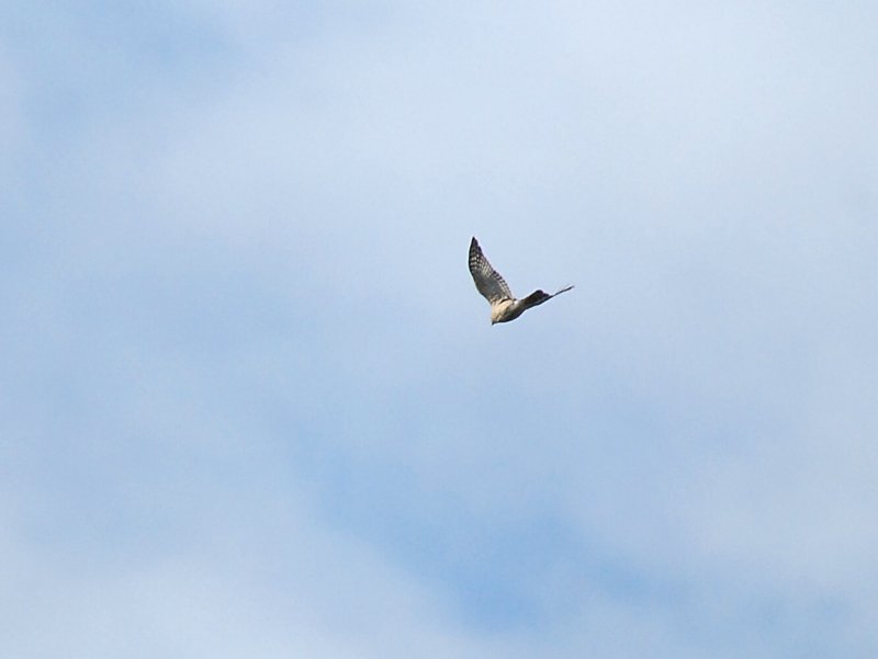 Sharp-shinned Hawk