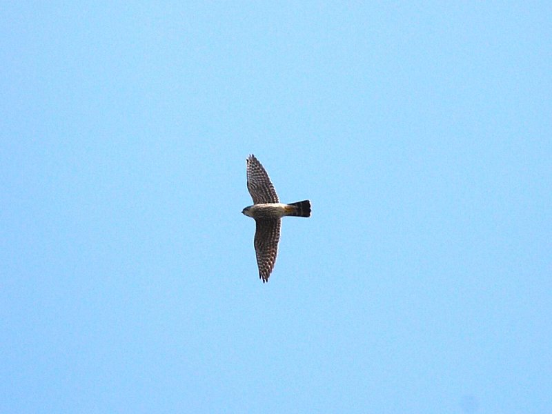 Merlin