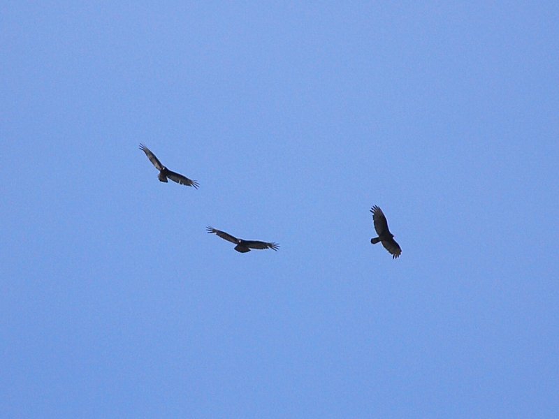 Turkey Vultures