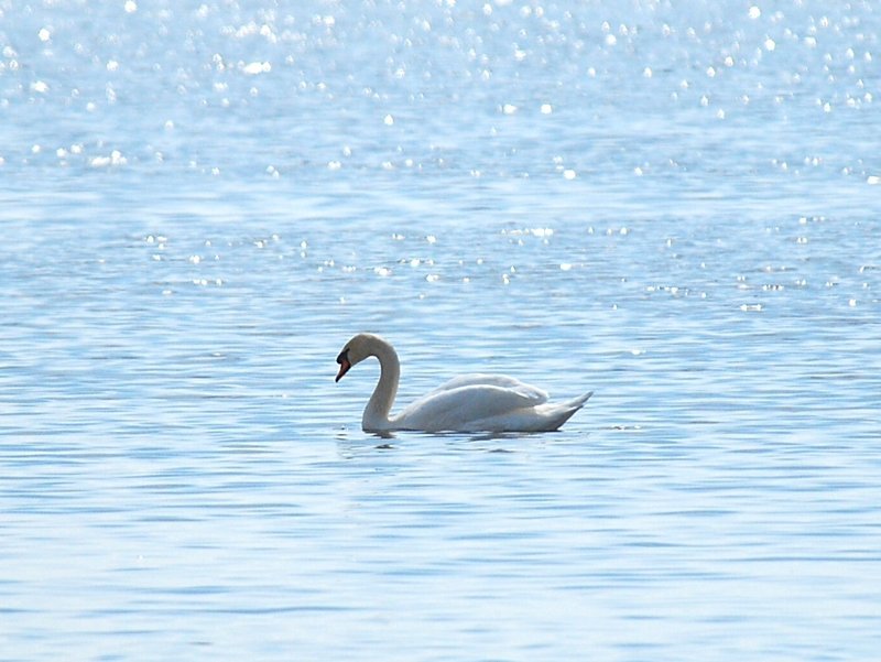 Mute Swan
