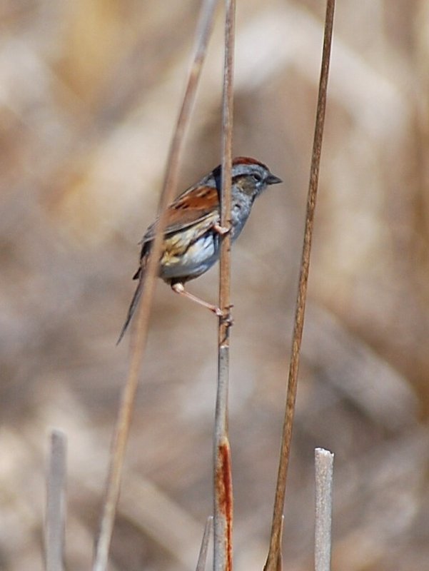Swamp Sparrow 2