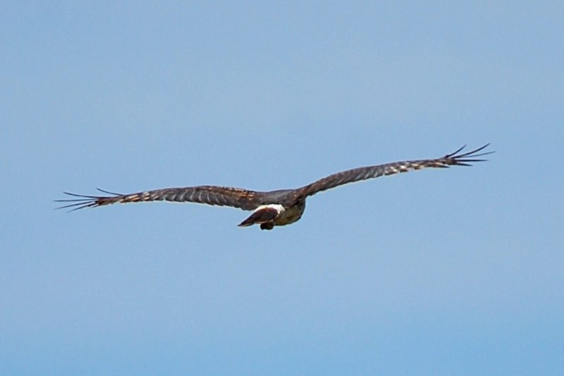 Northern Harrier 2