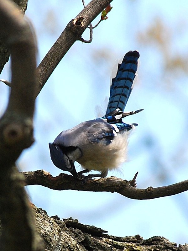 Blue Jay