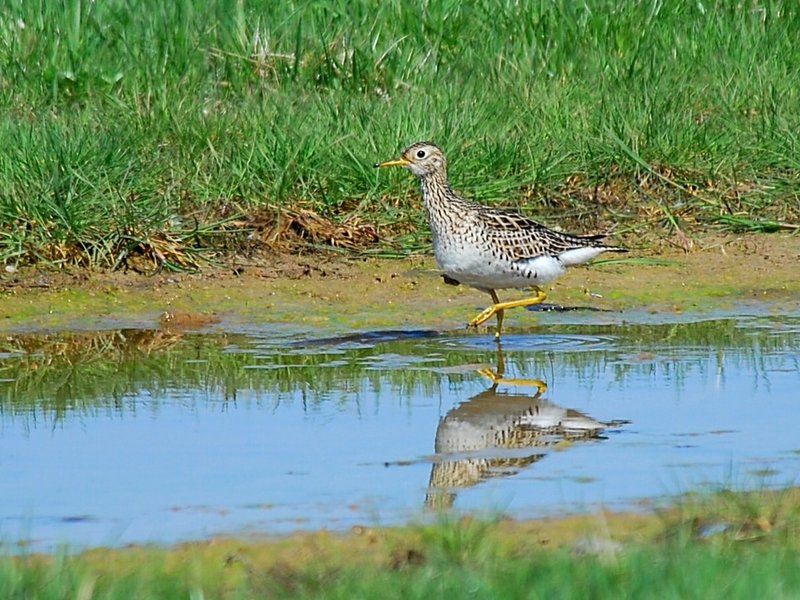 Upland Sandpiper
