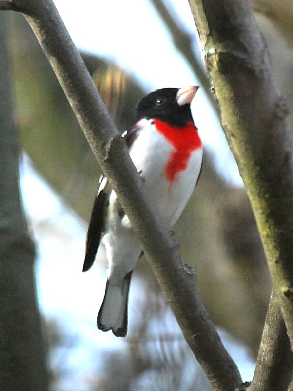 Rose-breasted Grosbeak
