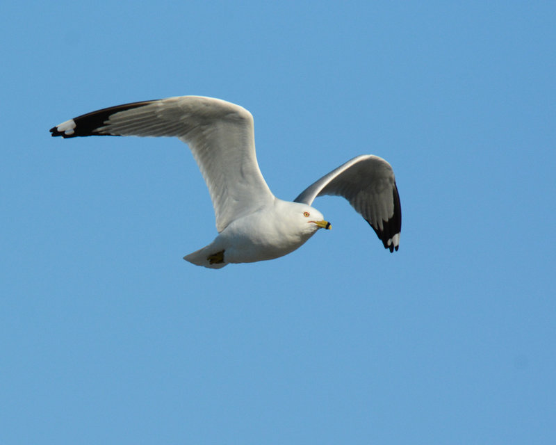 Ring-billed Gull