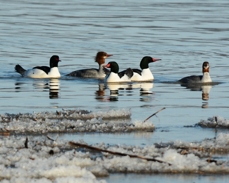 Common Mergansers