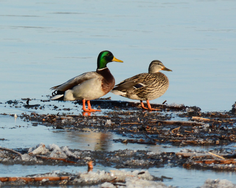 Mallards