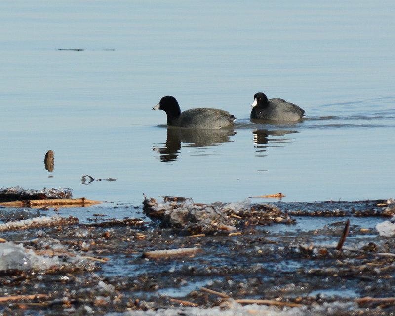 American Coot