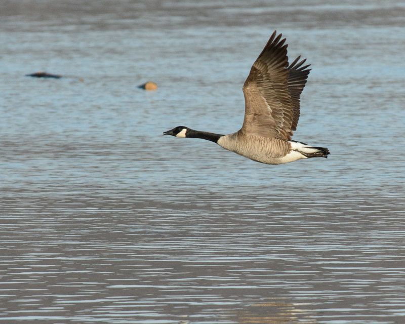 Canada Goose