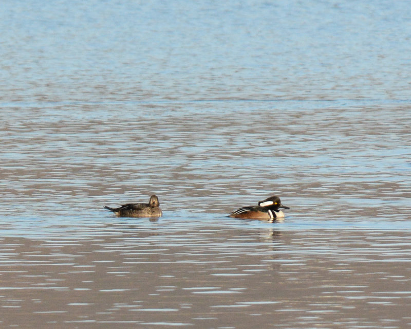 Hooded Mergansers