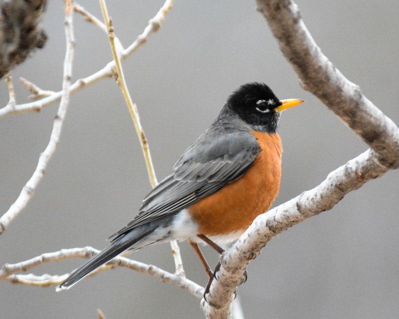 American Robin