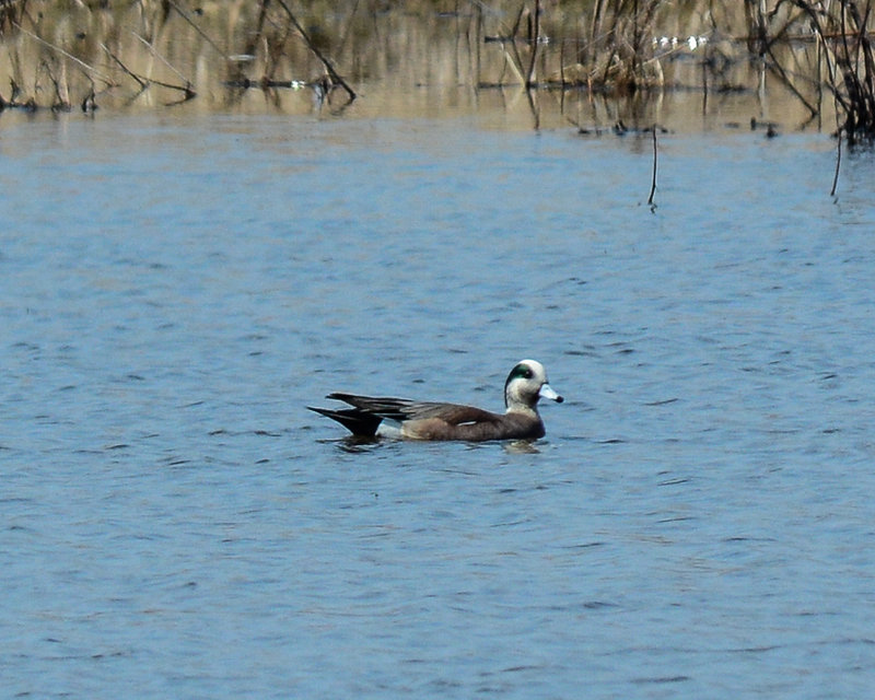 American Wigeon