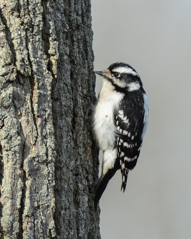 Downy Woodpecker