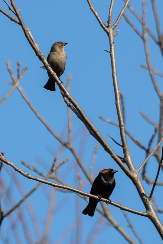 Brown-headed Cowbird