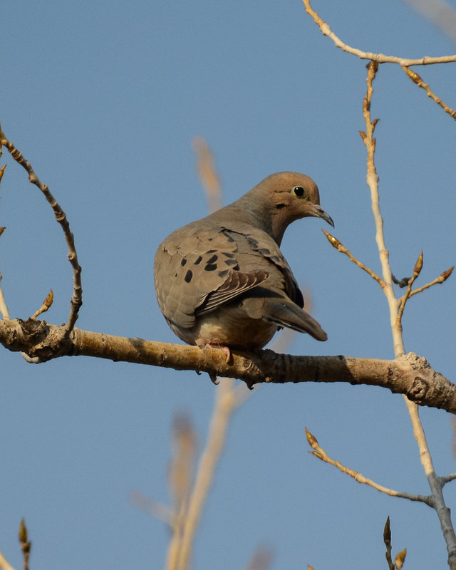 Mourning Dove