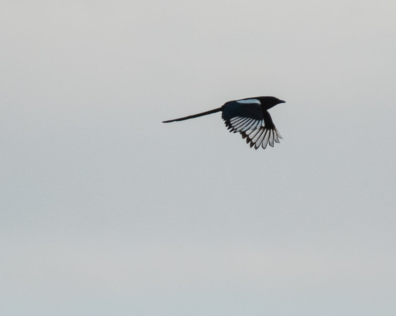 Black-billed Magpie