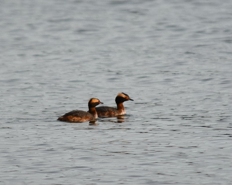 Horned Grebe