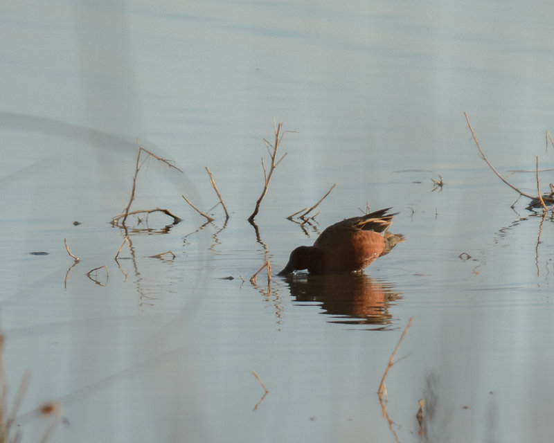 Cinnamon Teal