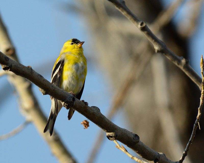 American Goldfinch