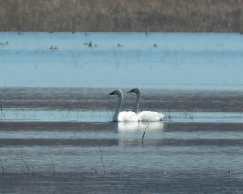 Trumpeter Swan