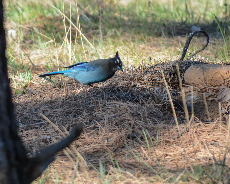 Steller's Jay