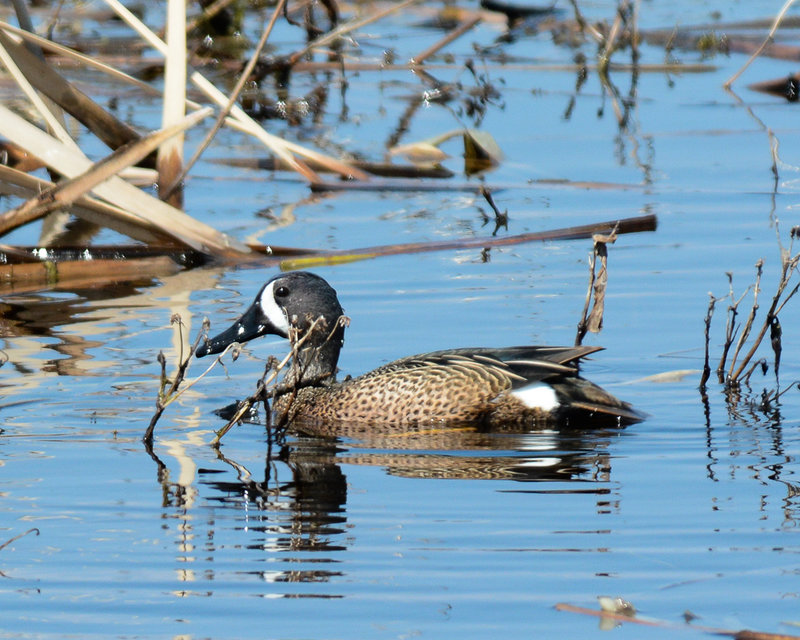 Blue-winged Teal