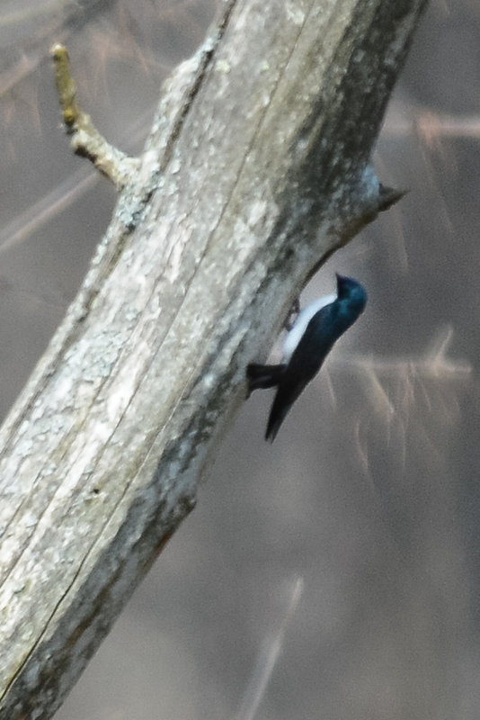 Tree Swallow