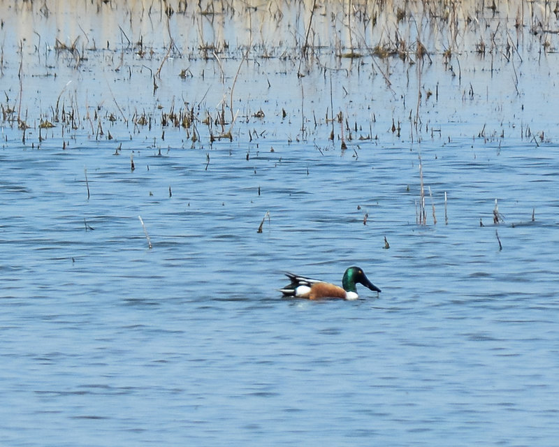 Northern Shoveler