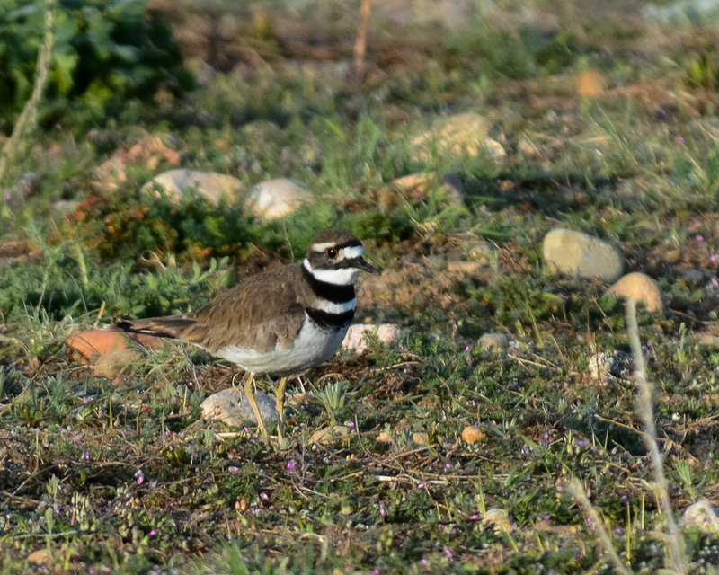 Killdeer