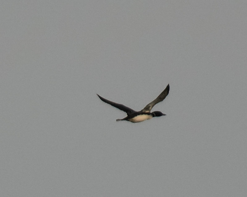 Common Loon