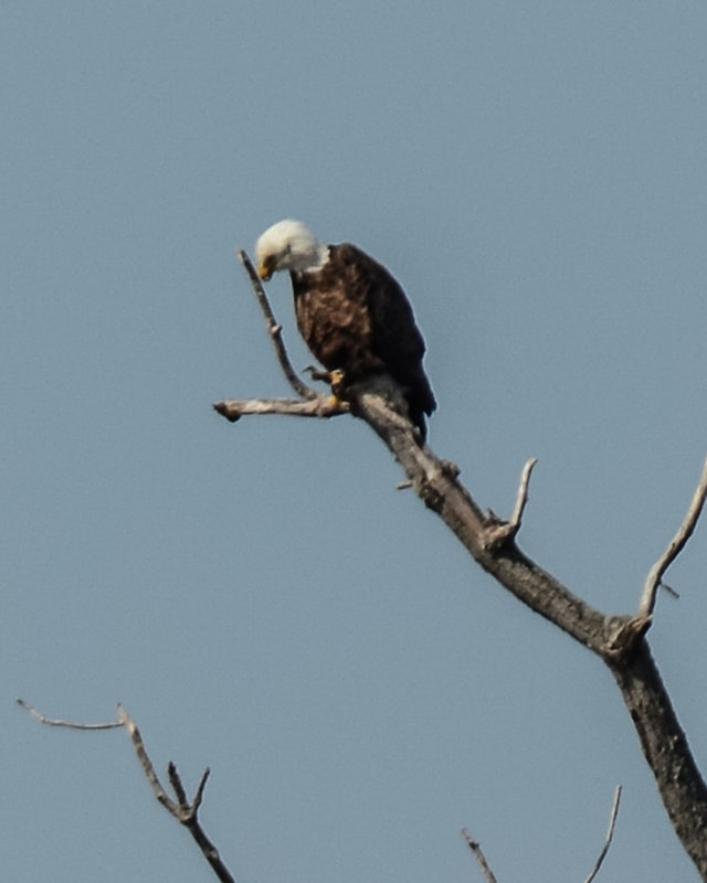 Bald Eagle