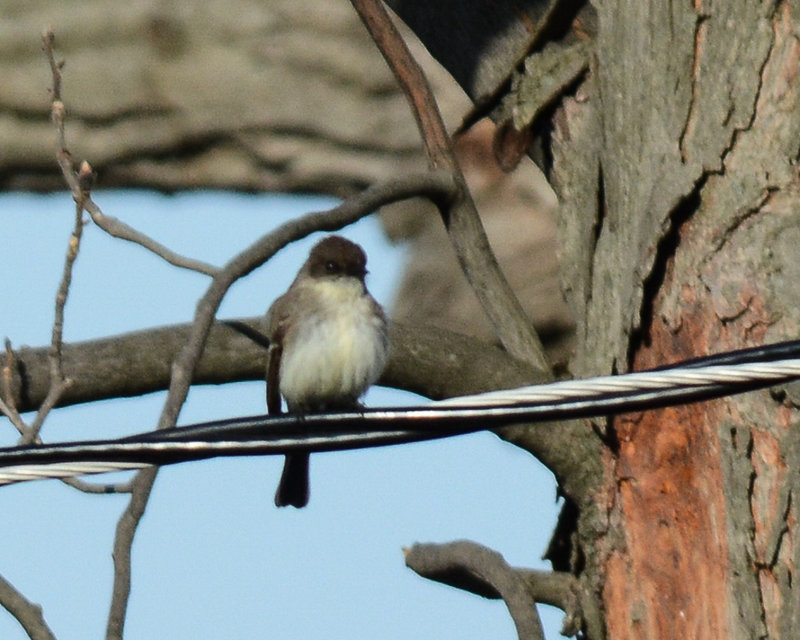 Eastern Phoebe