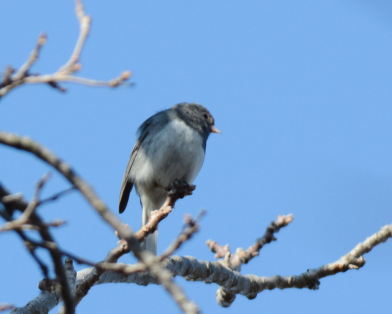 Dark-eyed Junco