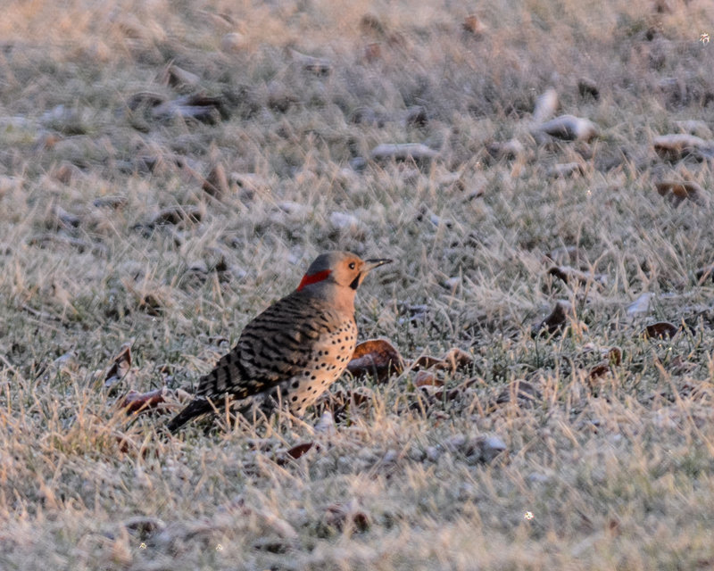 Northern Flicker