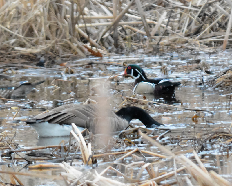 Wood Duck