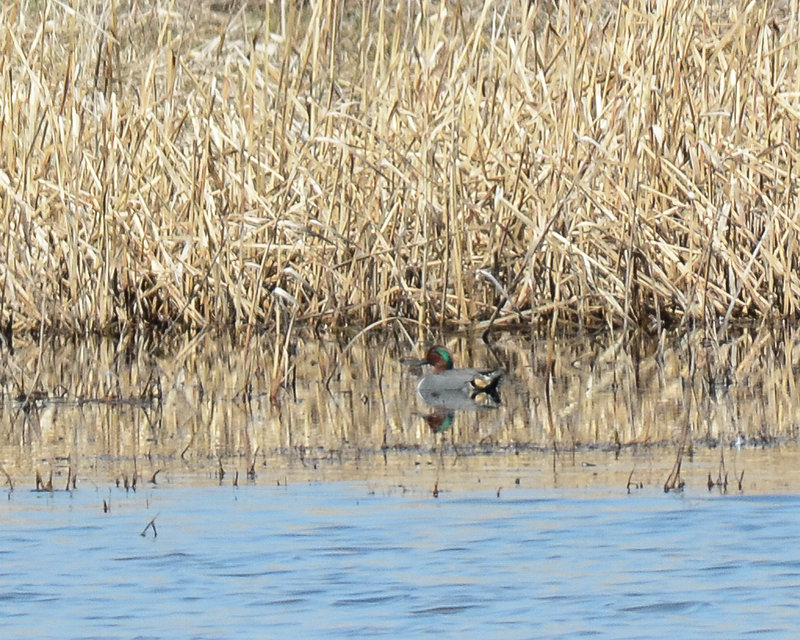 Green-winged Teal
