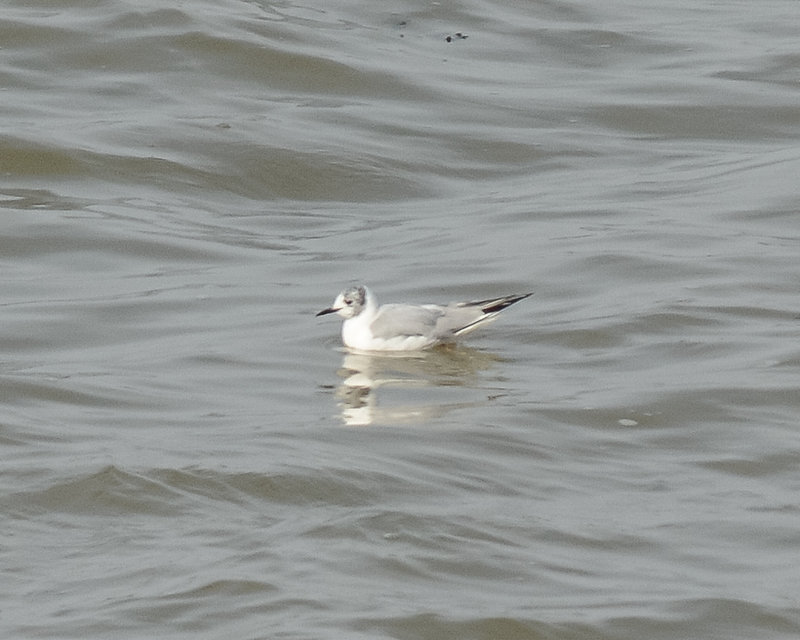 Bonaparte's Gull