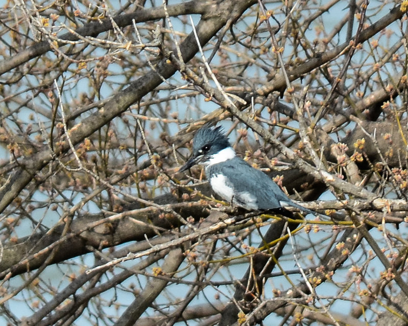 Belted Kingfisher