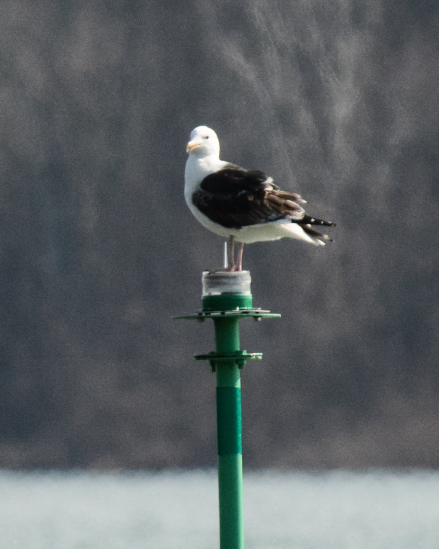 Great Black-backed Gull