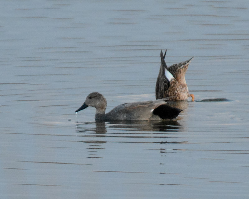 Gadwall