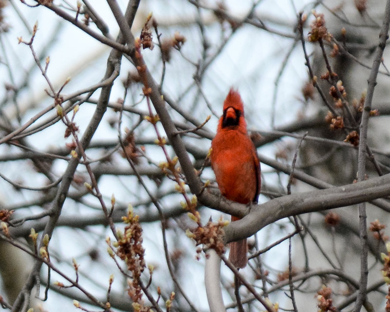 Northern Cardinal