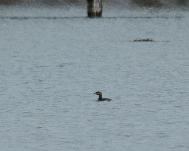 Pied-billed Grebe