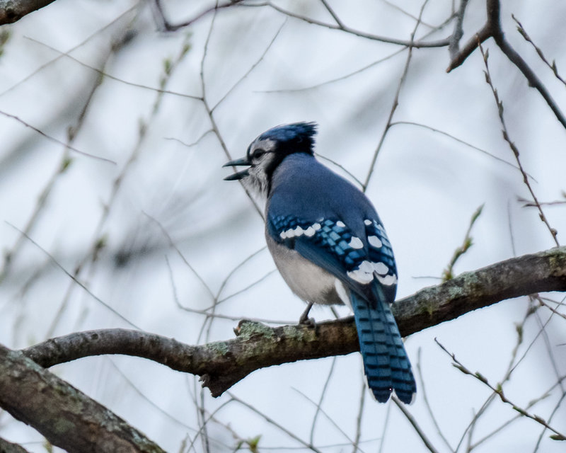 Blue Jay