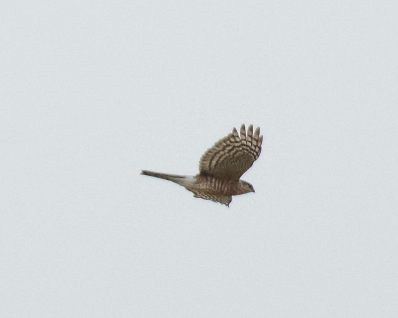 Sharp-shinned Hawk