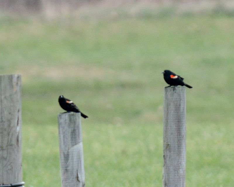 Red-winged Blackbirds