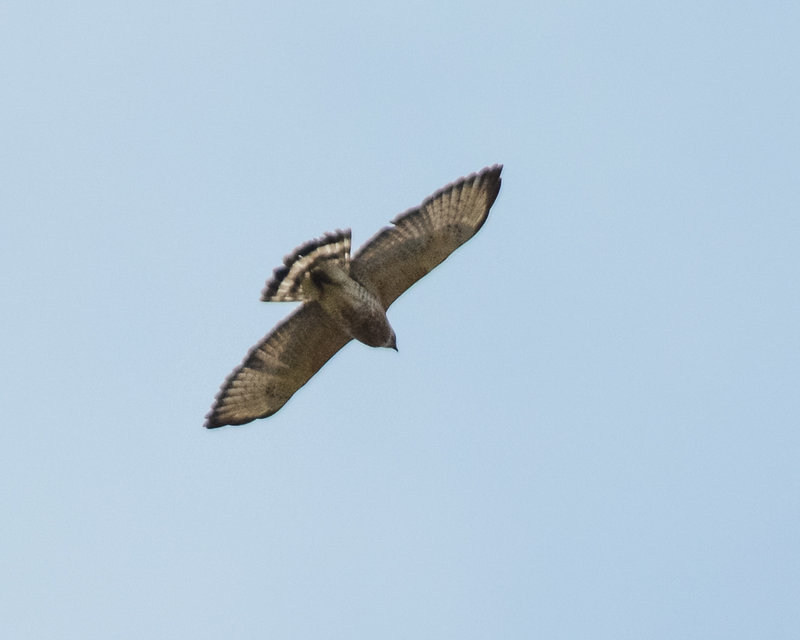 Broad-winged Hawk