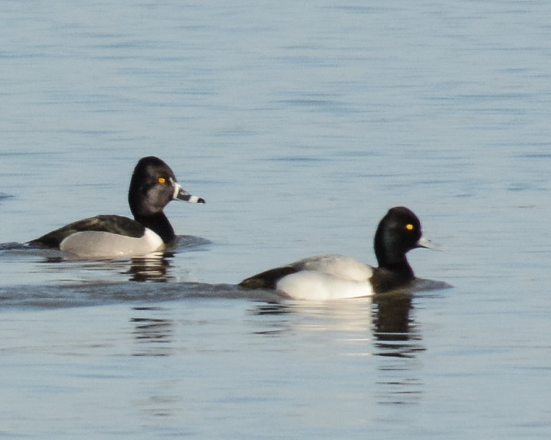 Lesser Scaup